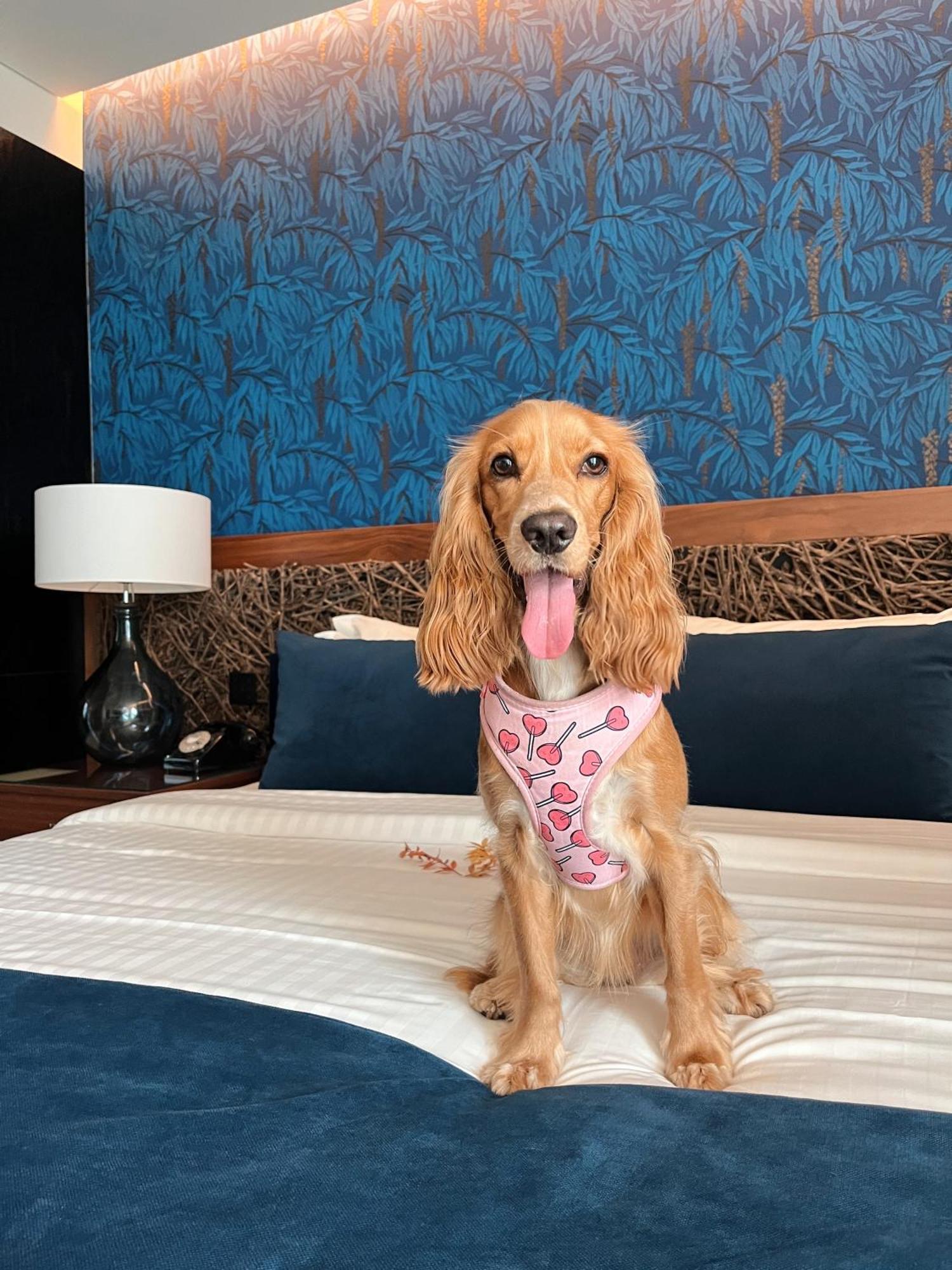 Hotel Cotto Do Gatto Понти-да-Барка Экстерьер фото